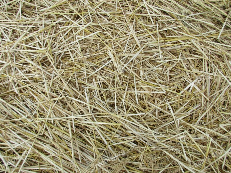 Straw Texture Agriculture Cornfield Harvest