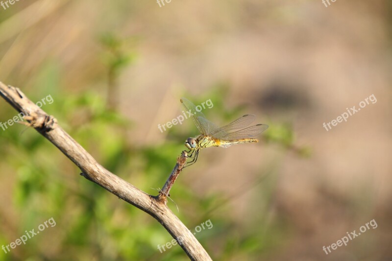 Dragonfly Insect Demoiselle Nature Flying Insect