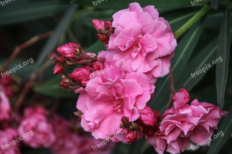 Laurier Rose Shrub Nature Garden Flower