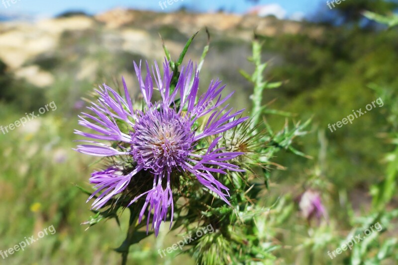 Flower Thistle Spring Nature Flower Of The Field