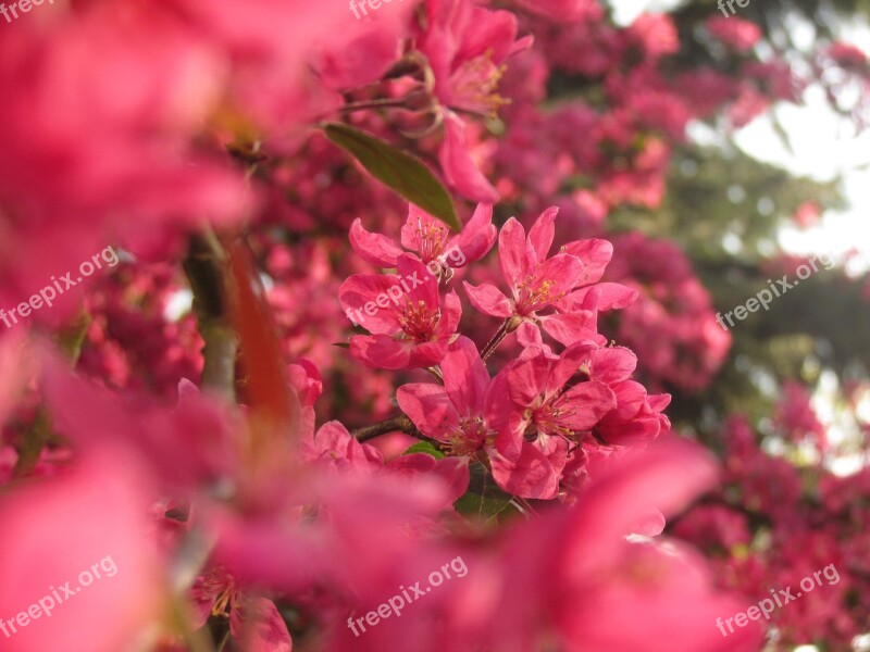 Fuzzy Flower Spring Nature Colors