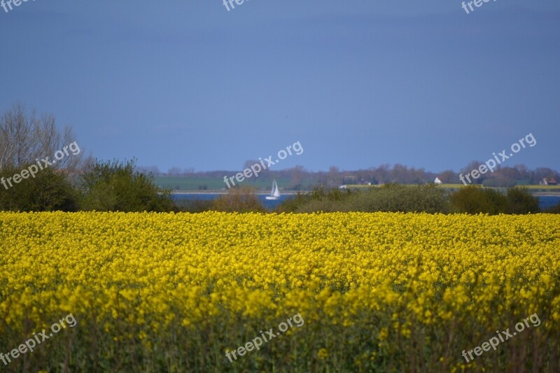 Spring Meadow Spring Flowers Nature Rape Blossom