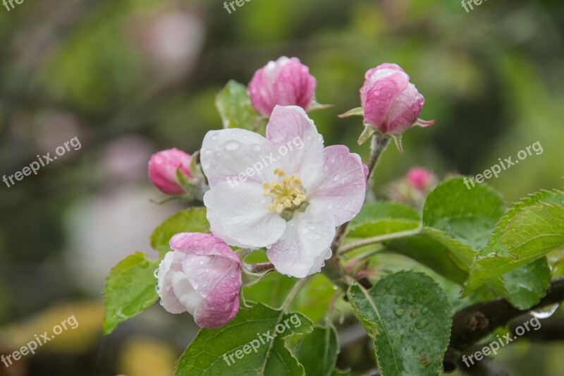 Apple Tree Blossom Apple Blossom Apple Tree Blossom Bloom