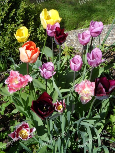 Flower Bed Tulips Orange Red Violet