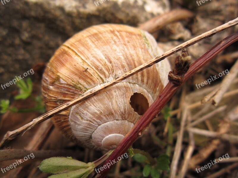 Shell Old Empty Spiral Nature