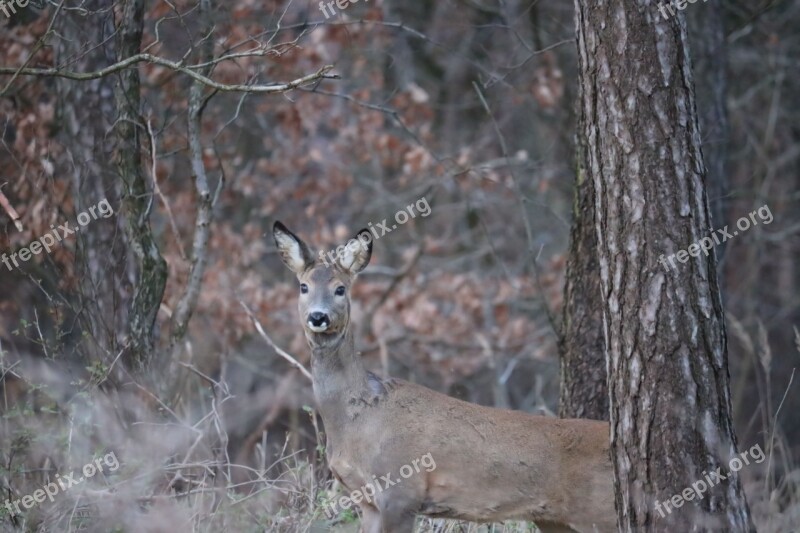 Roe Deer Forest Wild Nature Fallow Deer