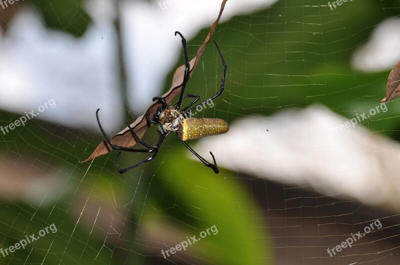 Spider Web Cobweb Insect Free Photos