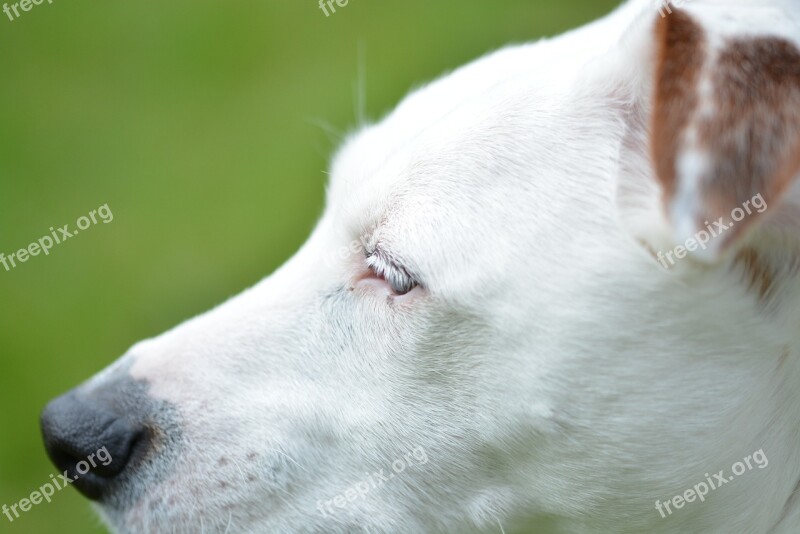 Jack Russell Dog Animal Portrait Terrier White