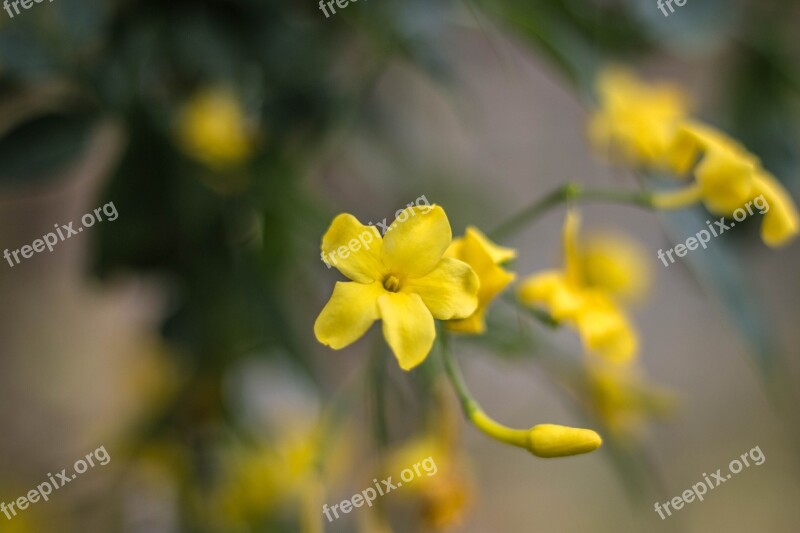 Jasmine Flower Yellow Garden Creeper