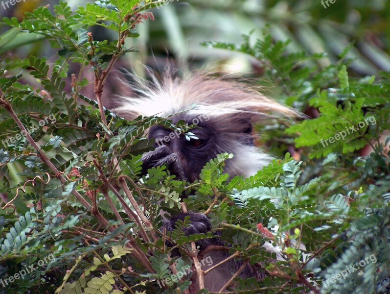 Colobus Monkey Tree Leaves Wild Nature