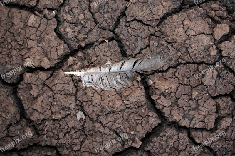 Drought Mud Feather Dry Nature