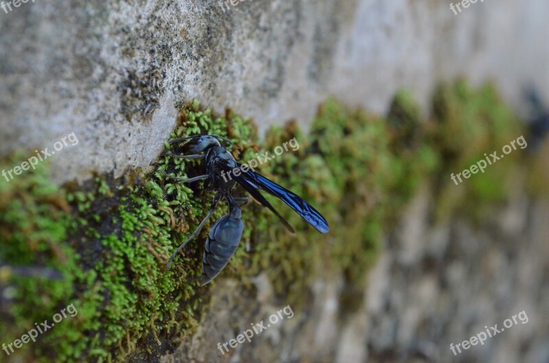 Bee Wasp Animal Wings Eyes