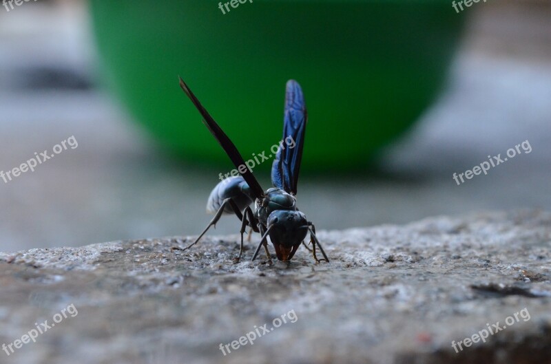 Bee Wasp Animal Tweezers Wings