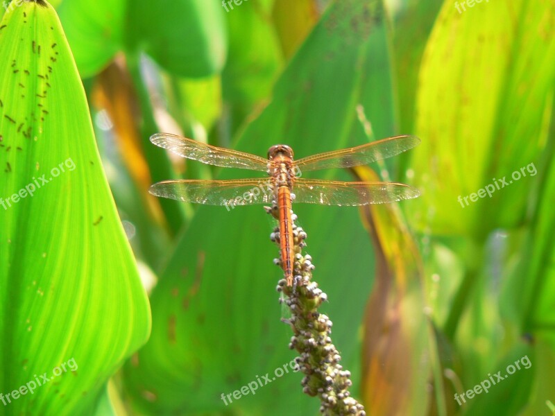 Dragonfly Insect Nature Free Photos