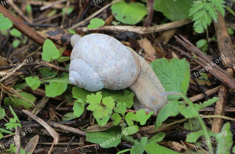 Snail Animal Nature Slowly Mollusk