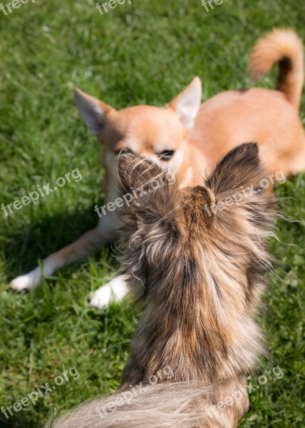 Chihuahua Dog Chiwawa Play Small