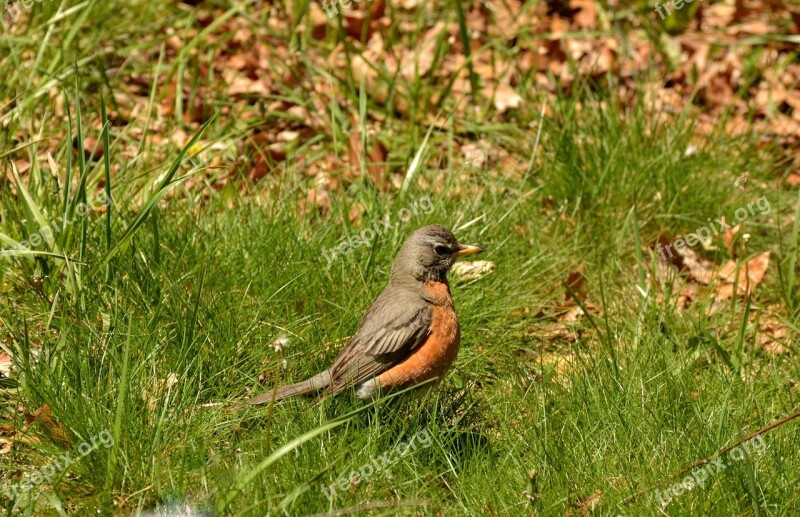 Bird Cardinal Wildlife Nature Animal