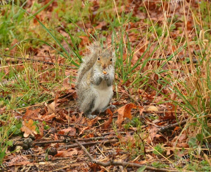 Climb Climber Grey Mammal Fluffy