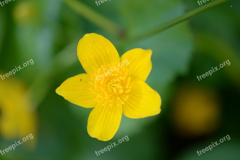 Caltha Palustris Macro Blossom Bloom Spring