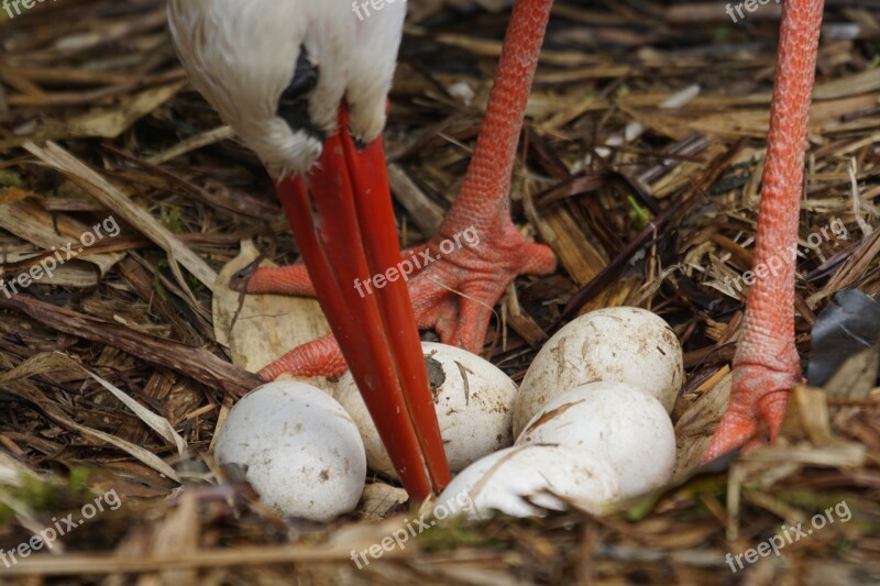 Stork White Stork Rain Scrim Egg