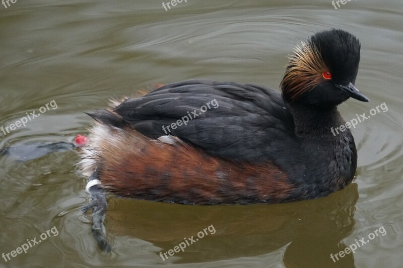 Black Neck Divers Bird Grebe Rarely Podiceps Nigricollis