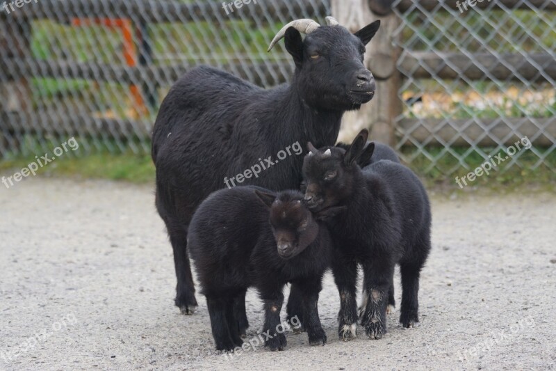 Goat Dwarf Goat Pet West Africa Cute