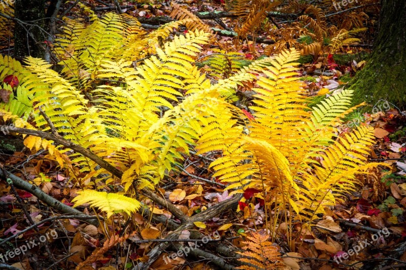 Ferns Fall Forest Free Photos