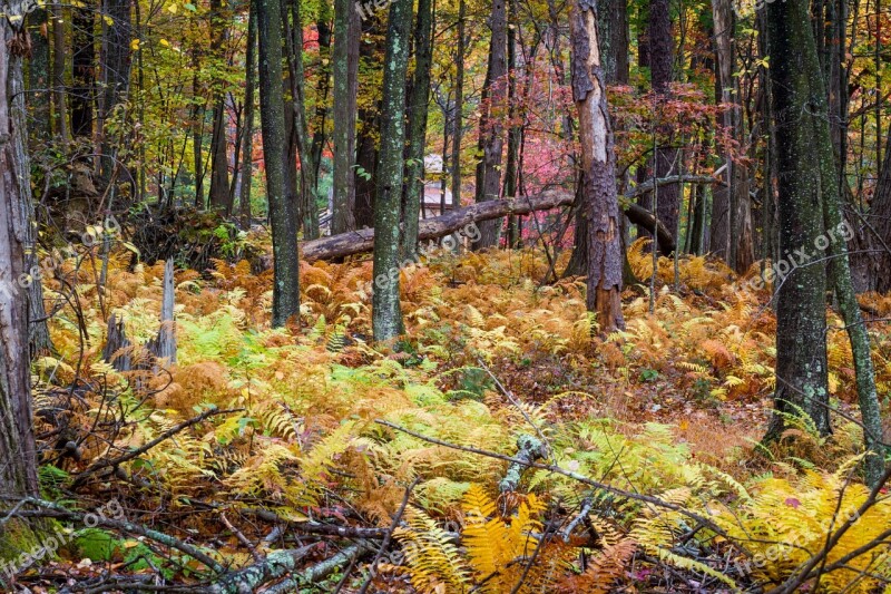 Woods Fall Foliage Autumn Nature Forest Landscape