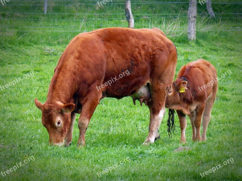 Beef Pasture Livestock Suckle Cow