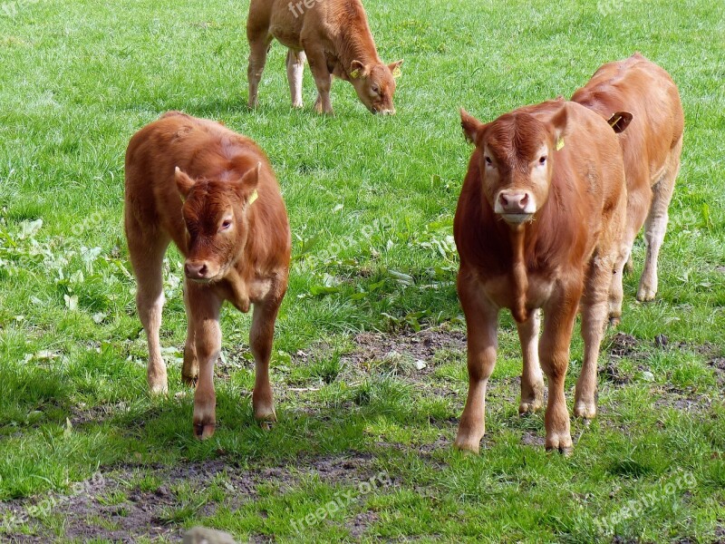 Calf Beef Young Calf Brown Young Animal