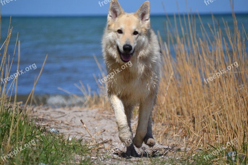 Animal Dog Sled Dog Hybrid German Shepherd Hybrid Beach