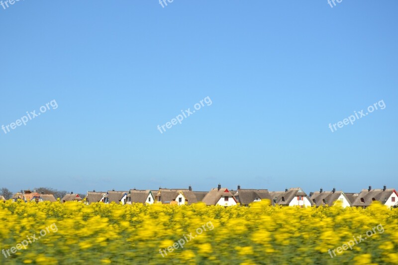 Spring Meadow Thatched Houses Rape Blossom Free Photos