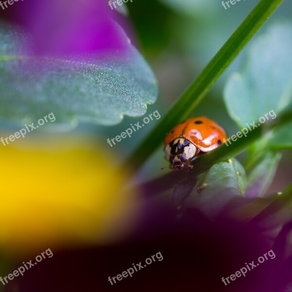 Maikäfer Spring Plant Insect Beetle