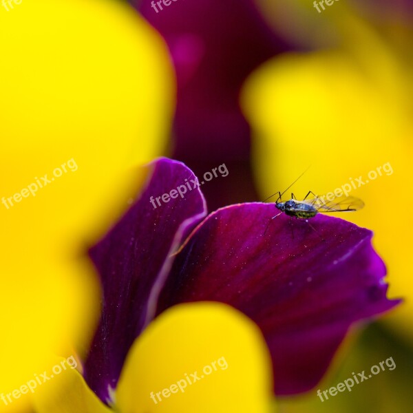 Fly Spring Plant Insect Beetle