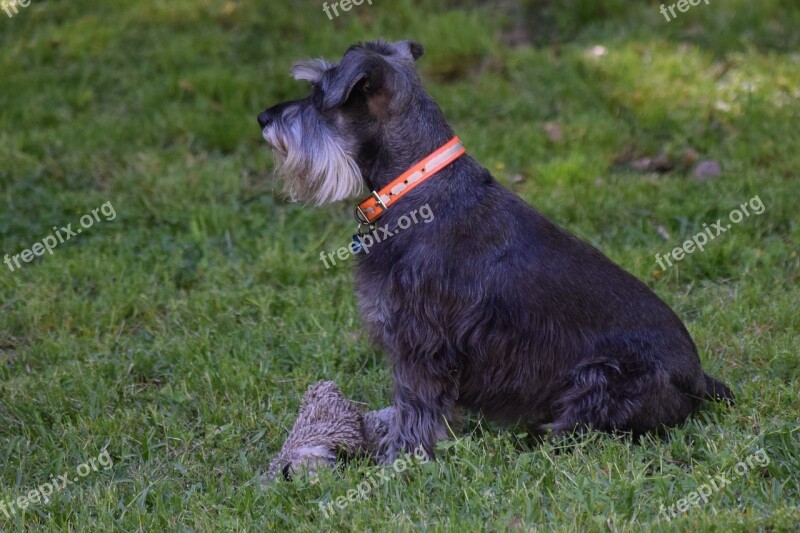 Dog Canine Schnauzer Puppy Pet