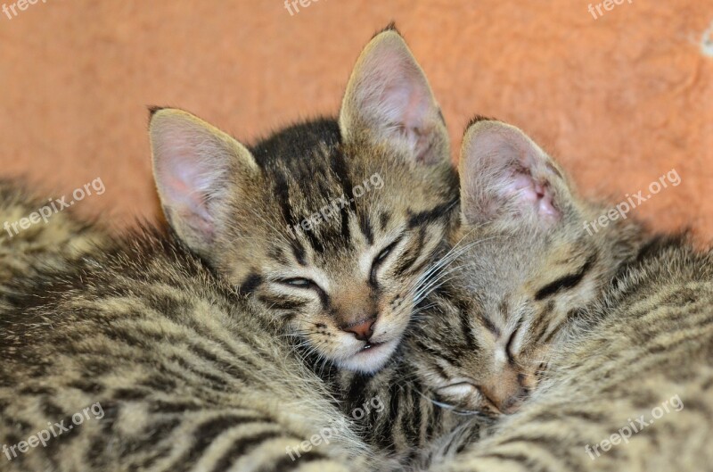 Kitty World Kitten Sleep Cute Animals