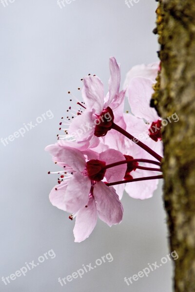 Blossom Spring Flower Tree Summer