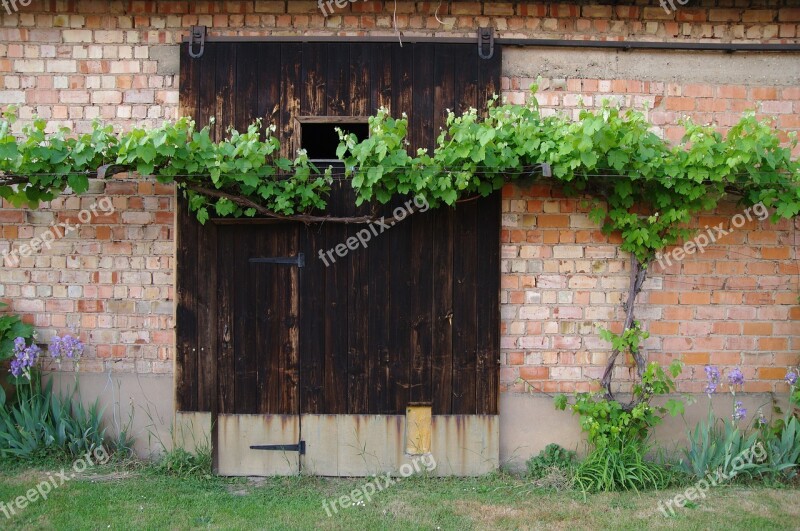 Vine Barn Door Red Brick Wall Door Wood