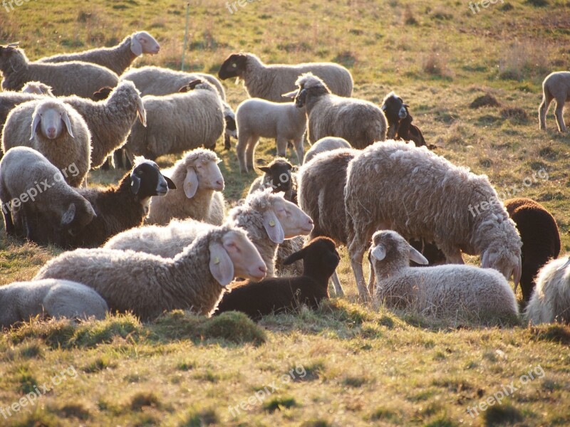 Sheep Flock Animals Flock Of Sheep Pasture