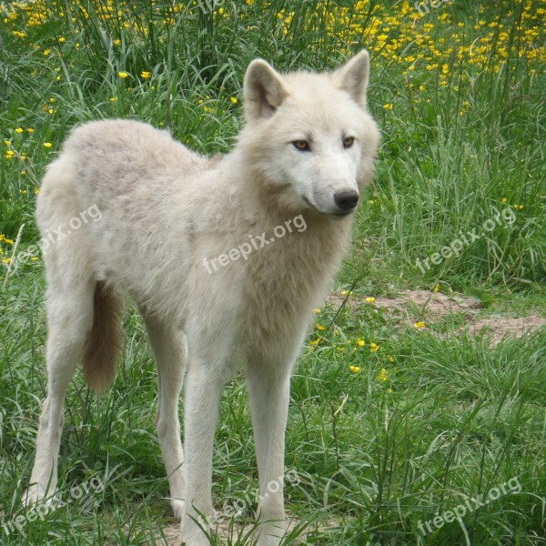 White Wolf Prairie Wild Free Photos