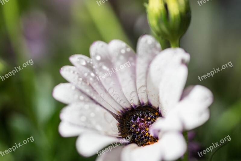 Marguerite Bornholm Marguerite Cape Basket Macro Osteospermum Ecklonis