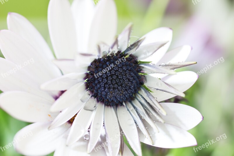 Marguerite Bornholm Marguerite Cape Basket Macro Osteospermum Ecklonis