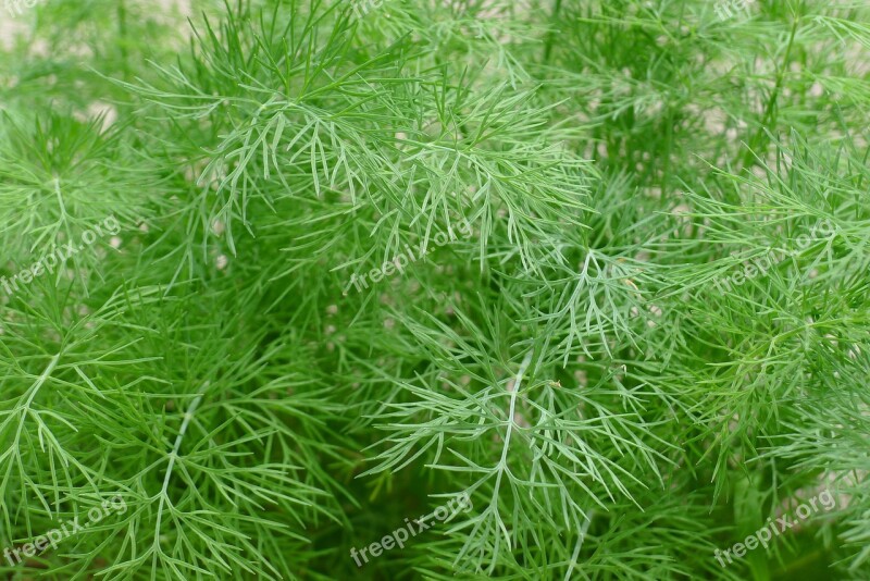 Dill Green Herbs Fresh Aromatic