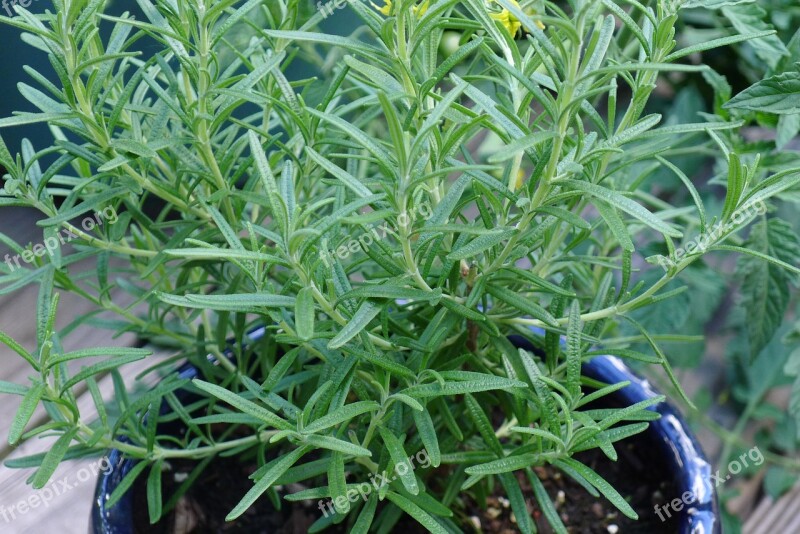 Rosemary Herbs Green Fresh Aromatic