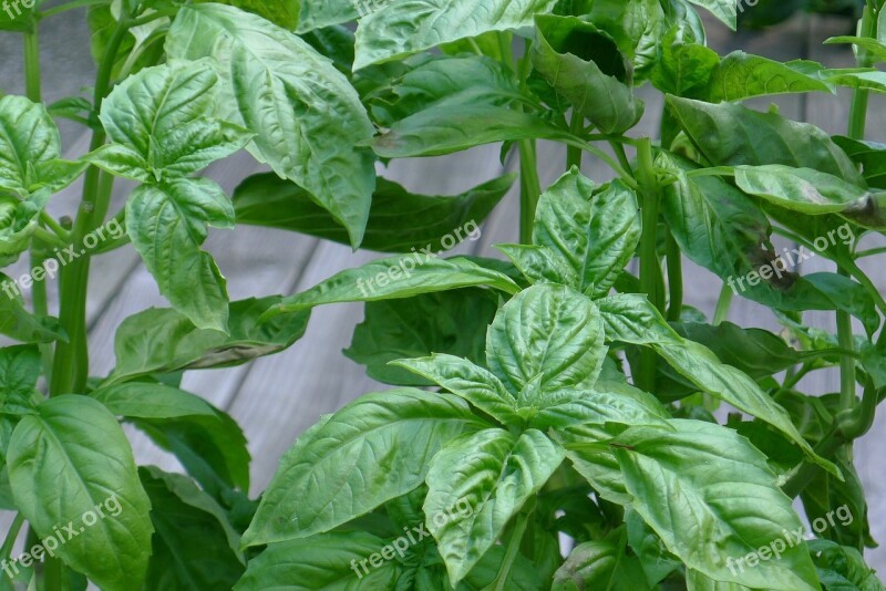 Basil Green Gardening Fresh Herbs