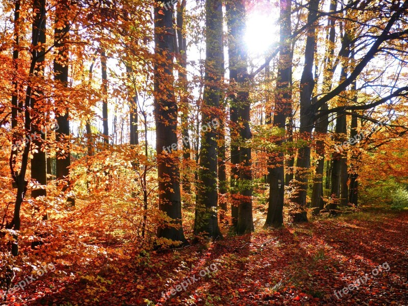 Autumn Forest Leaves Tree Nature