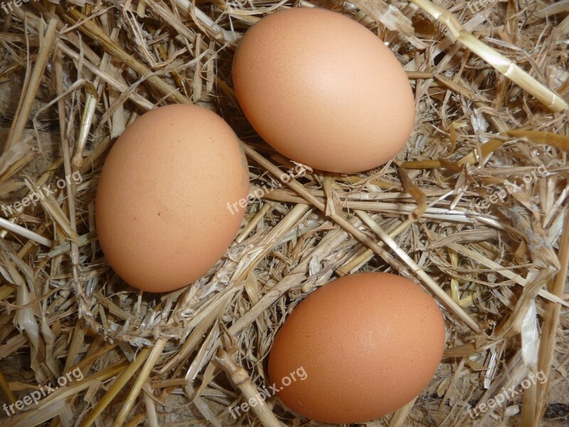 Eggs Chicken Coop Straw Free Photos