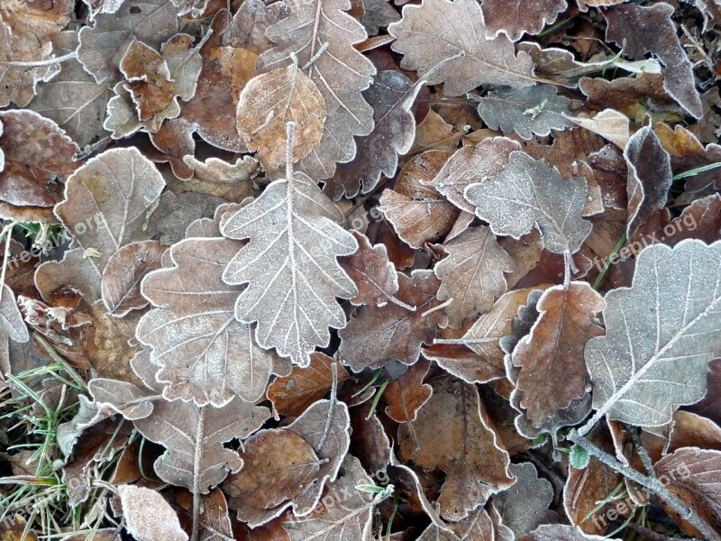 Frozen Leaves Forest Leaves Plant Carpet Of Leaves