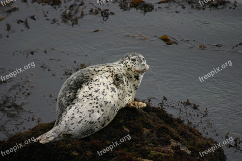 Ocean Seal California Coast Wildlife Nature