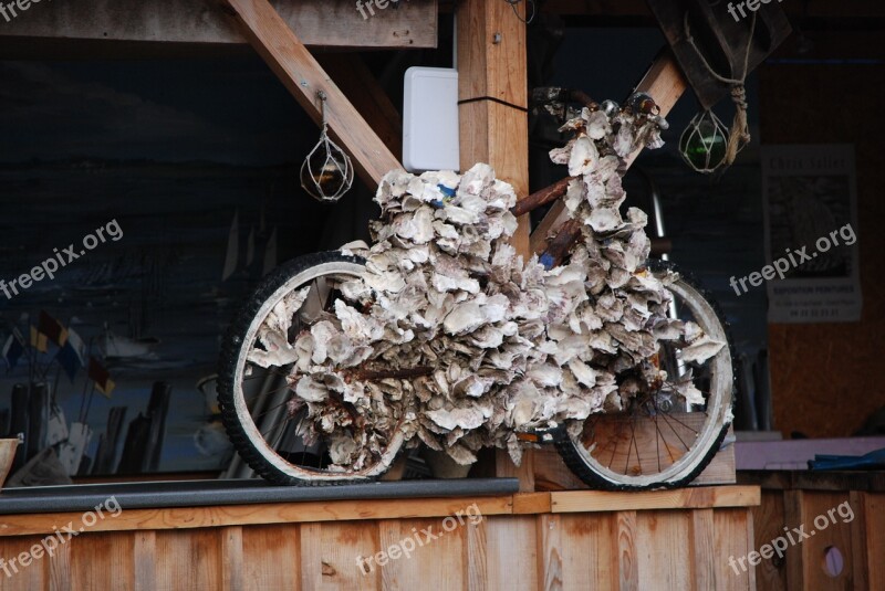 Bike Covered Shells Oysters Free Photos